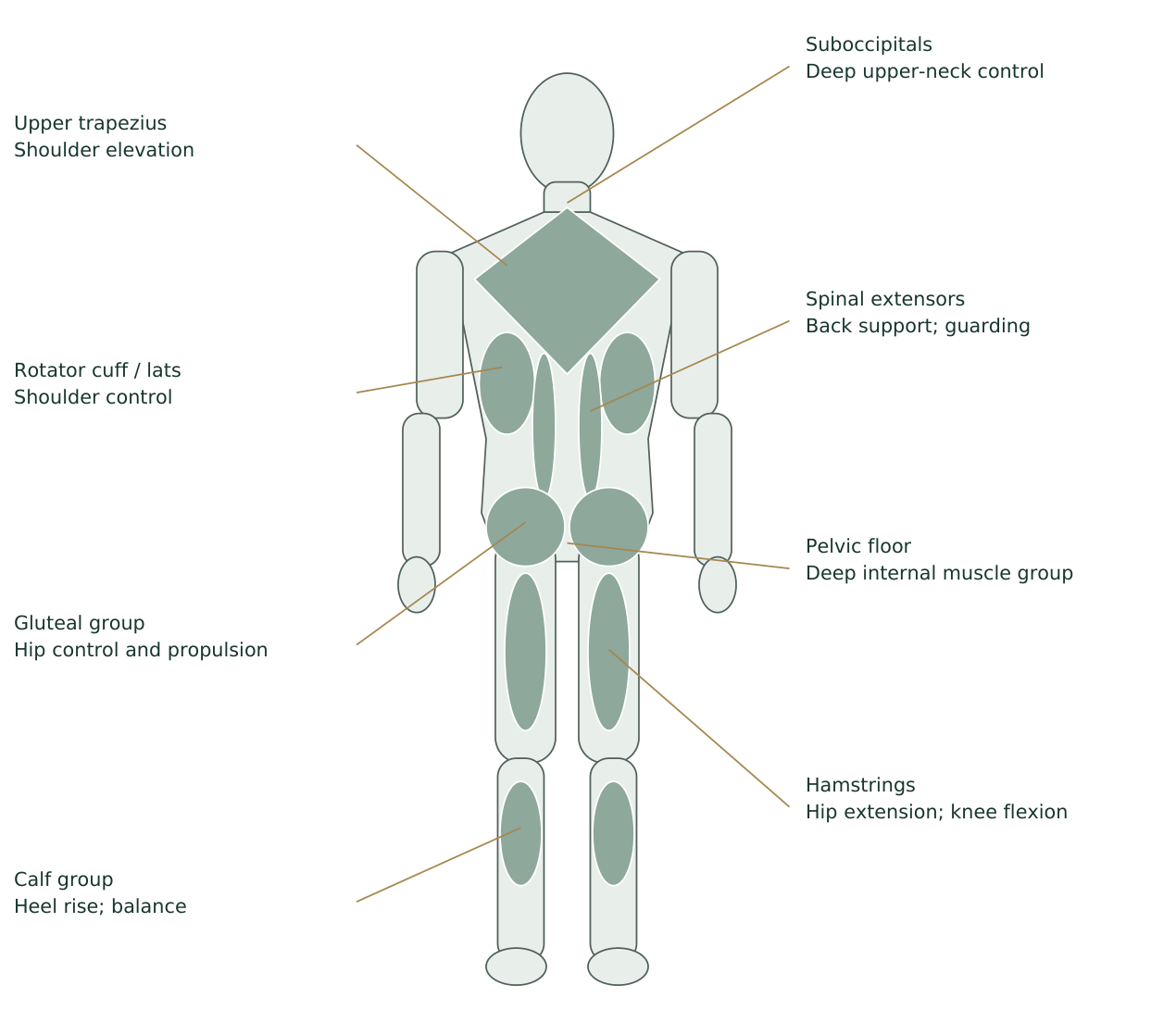 Back regional muscle schematic: suboccipitals, upper trapezius, rotator cuff, latissimus, spinal extensors, gluteals, deep pelvic floor, hamstrings and calves