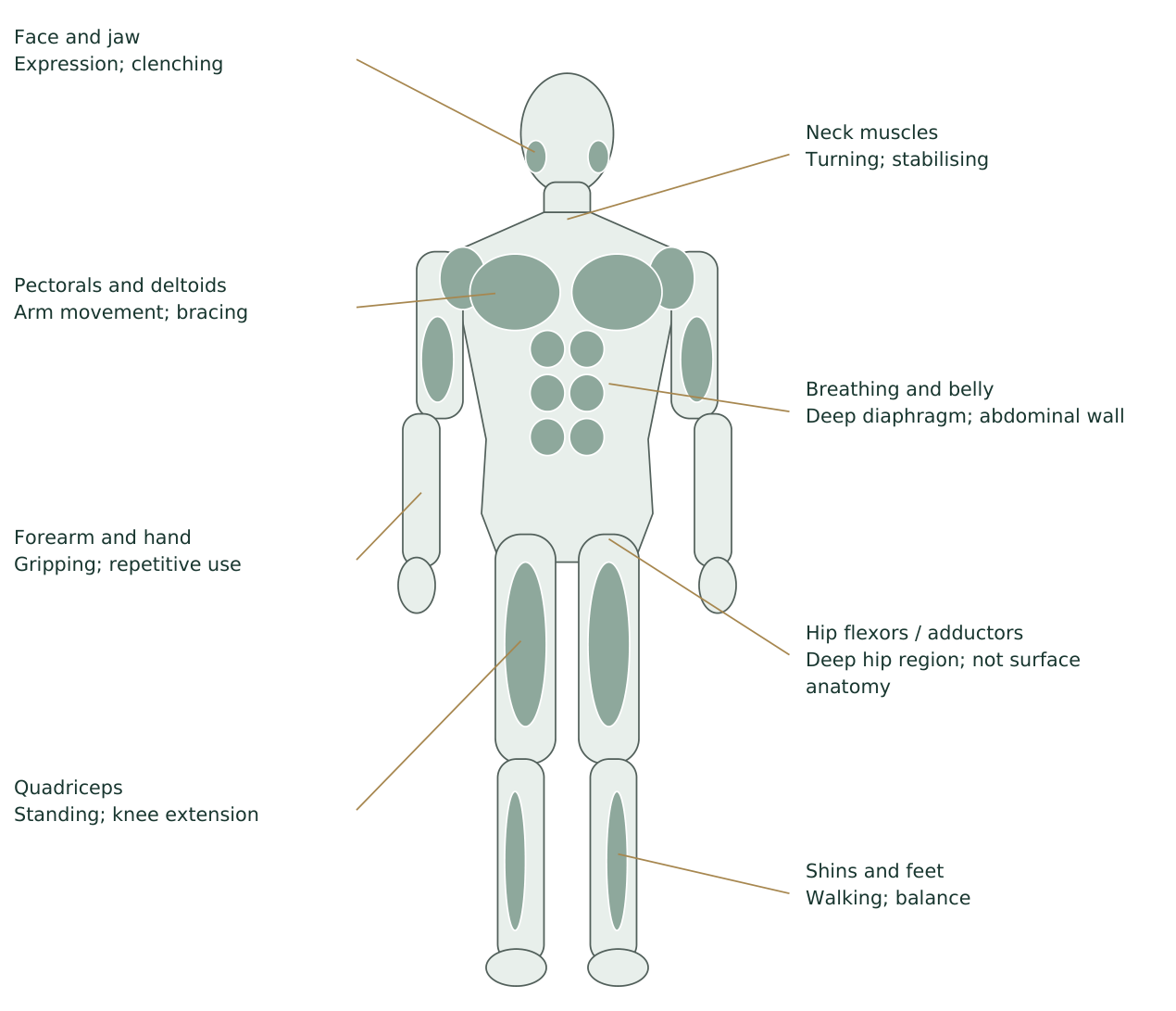 Front regional muscle schematic: face, jaw, neck, chest, shoulders, forearms, hands, breathing muscles, abdominal wall, hip region, quadriceps, shins and feet