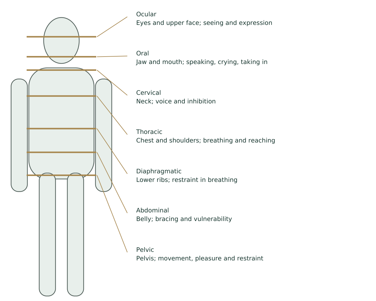 Seven historical Reichian segments: ocular, oral, cervical, thoracic, diaphragmatic, abdominal and pelvic